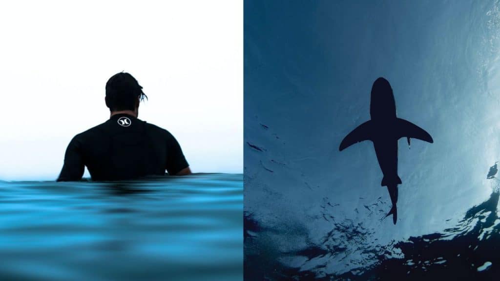 surfer sitting on board and a different image of a silhouette of a shark