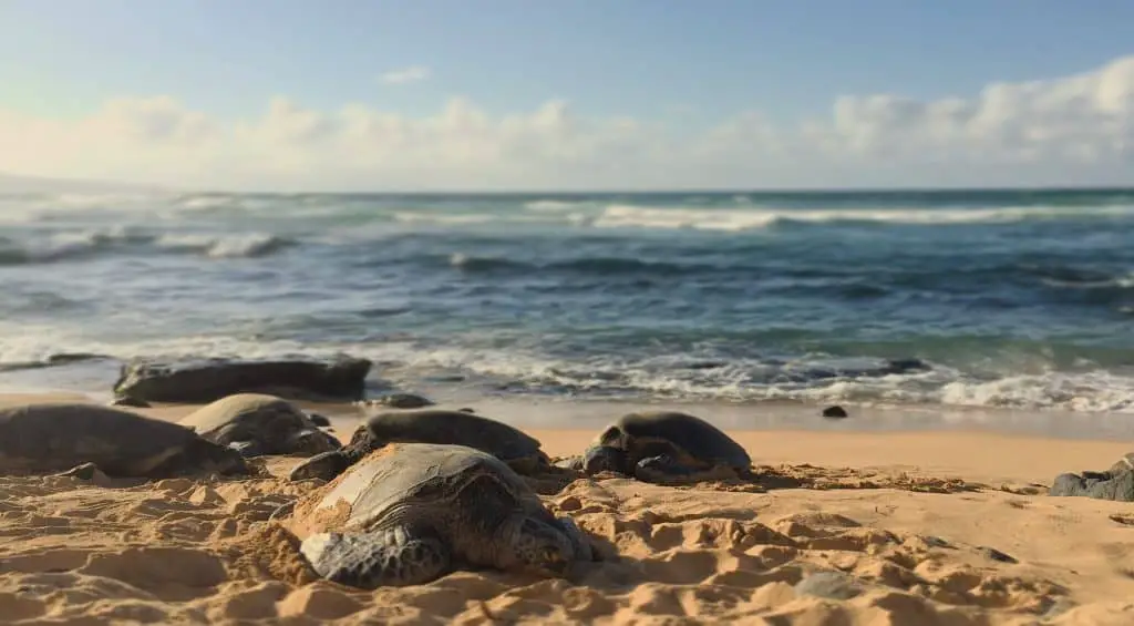 hookipa beach park michelle owens unsplash photo 1513150360044 e28112f8d32c